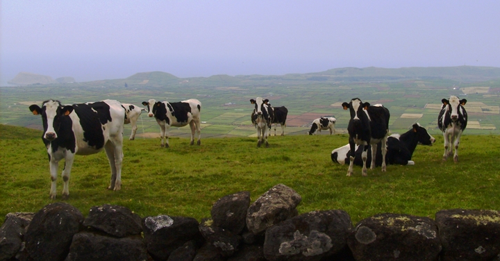 Vai ser possível matar bovinos em casa já a partir de Janeiro Vai ser possível matar bovinos em casa já a partir de Janeiro