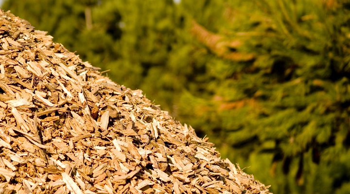 Potencialidades da biomassa em análise em Viana do Castelo