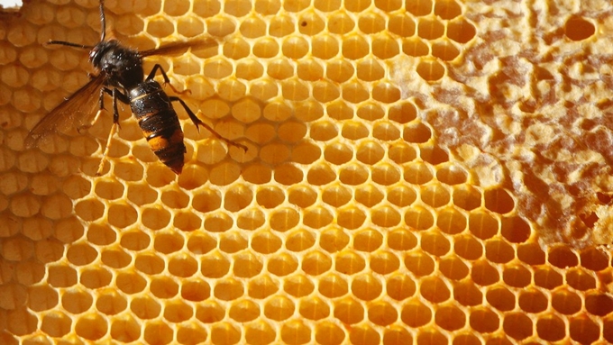 Apicultores do Alto Minho preocupados com progressão da vespa asiática no território Apicultores do Alto Minho preocupados com progressão da vespa asiática no território