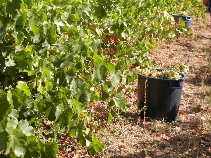 Produtores de alvarinho avançam com petição pública Produtores de alvarinho avançam com petição pública