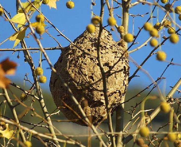 Câmara de Viana exige que Governo defina combate à vespa asiática