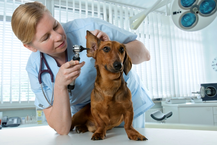 ESA do Politécnico de Viana lança semana de enfermagem veterinária