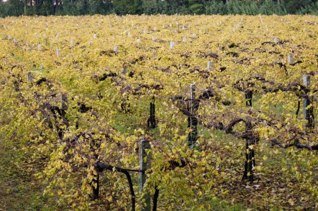 Alvarinho