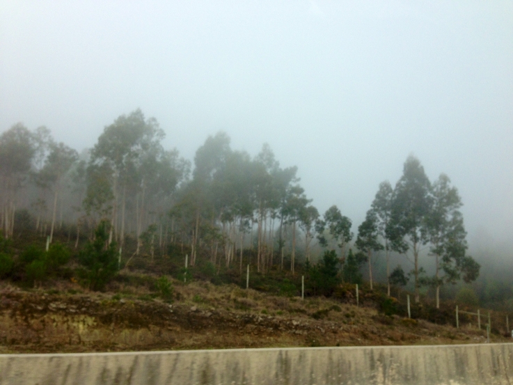 Primeiro grande incêndio do ano no Alto Minho foi extinto Primeiro grande incêndio do ano no Alto Minho foi extinto