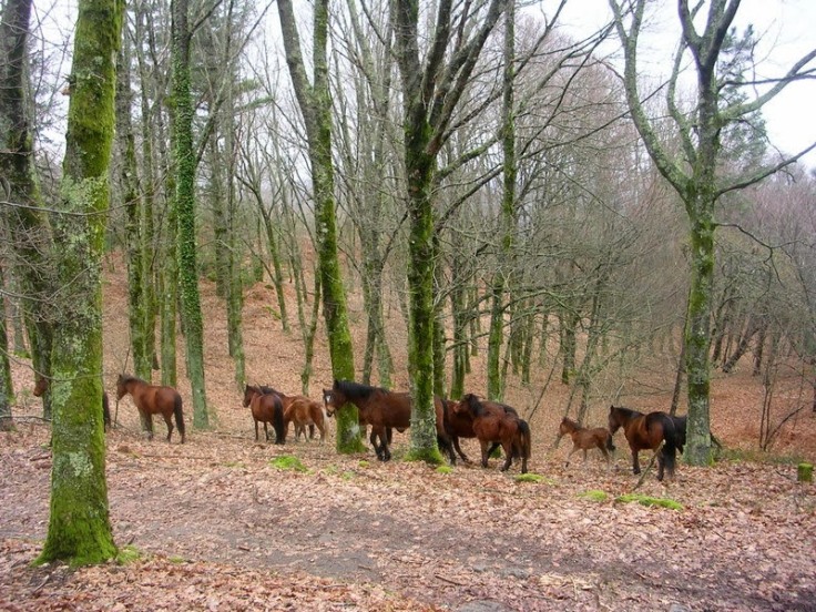 Animais à solta preocupam Paredes de Coura