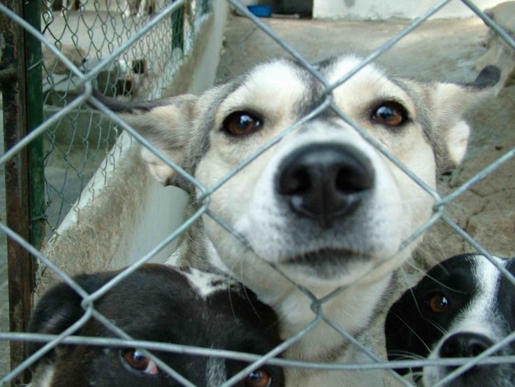 Cãominhada amanhã em Caminha