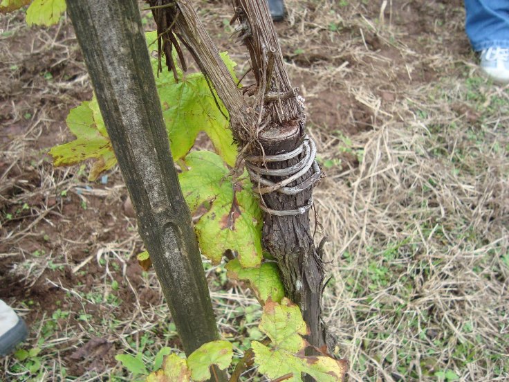 AS plantas perderam a cabeça? AS plantas perderam a cabeça?