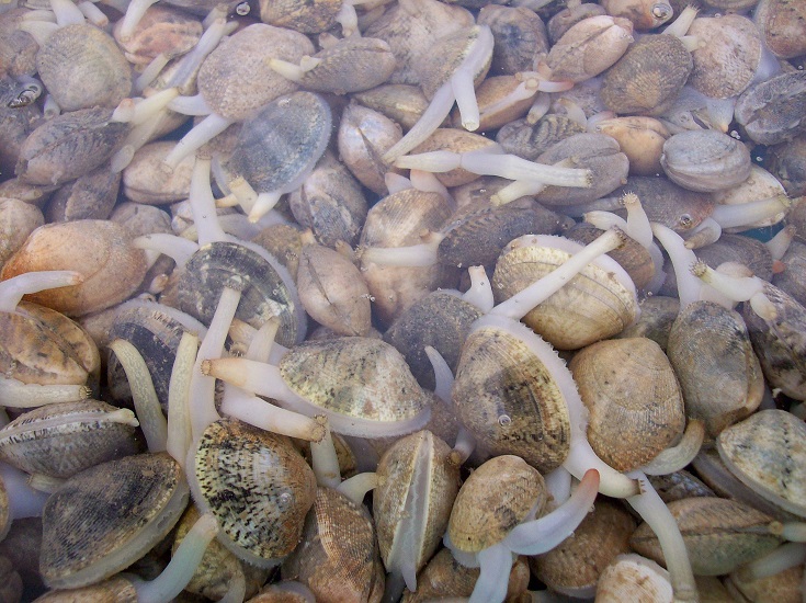 IPMA interdita apanha de bivalves
