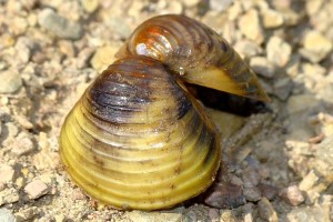 Am_ijoa_asi_tica_Corbicula_fluminea_
