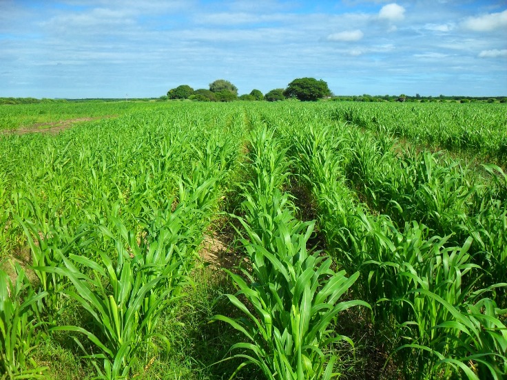 CIM Alto Minho promove debate sobre financiamento para agricultura e desenvolvimento rural CIM Alto Minho promove debate sobre financiamento para agricultura e desenvolvimento rural