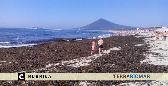 Apanha do “argaço” – Uma cultura com séculos de história