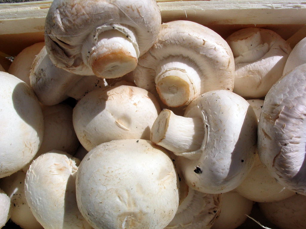 Champignons_Agaricus