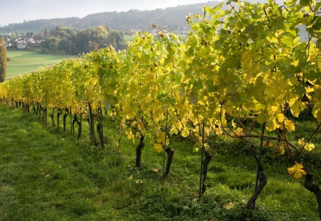 Produtores de Alvarinho de Monção e Melgaço decidem hoje futuro da exclusividade de rotulagem