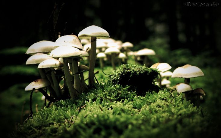 Paredes de Coura quer pôr ordem na apanha de cogumelos