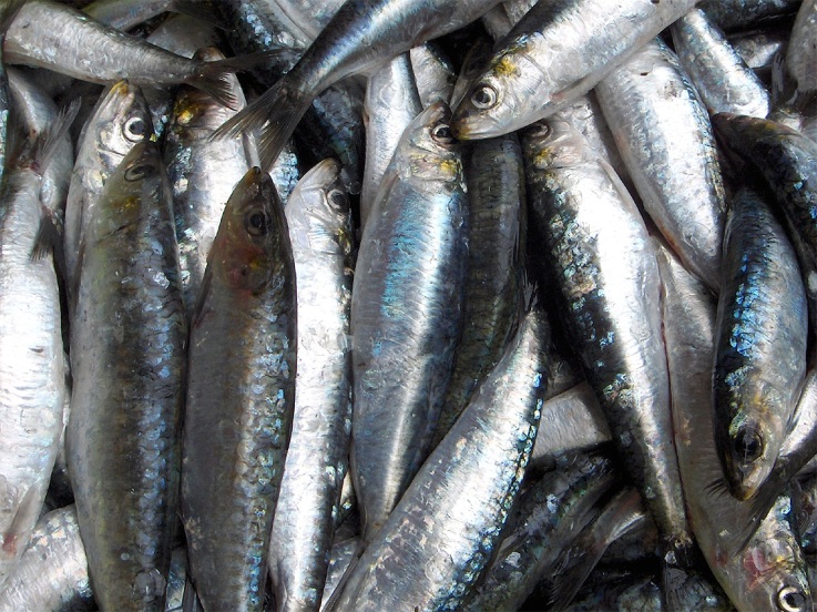 Pescadores de Vila Praia de Âncora aplaudem aumento das quotas de pesca mas alertam para proibição da pesca da sardinha