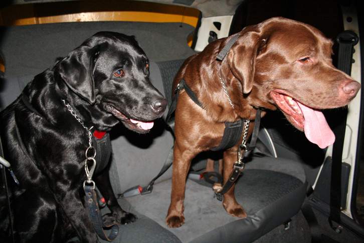 Bombeiros de Viana estreiam em 2015 um novo serviço: transporte de animais