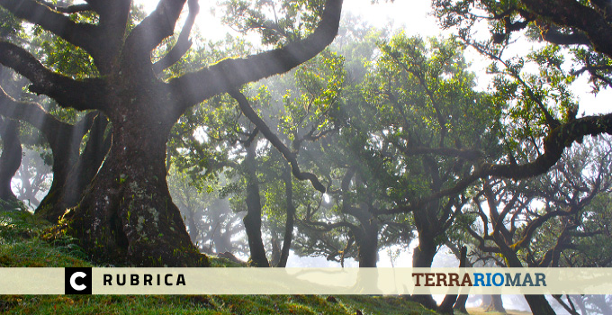 “Abandono é o principal problema da floresta portuguesa”