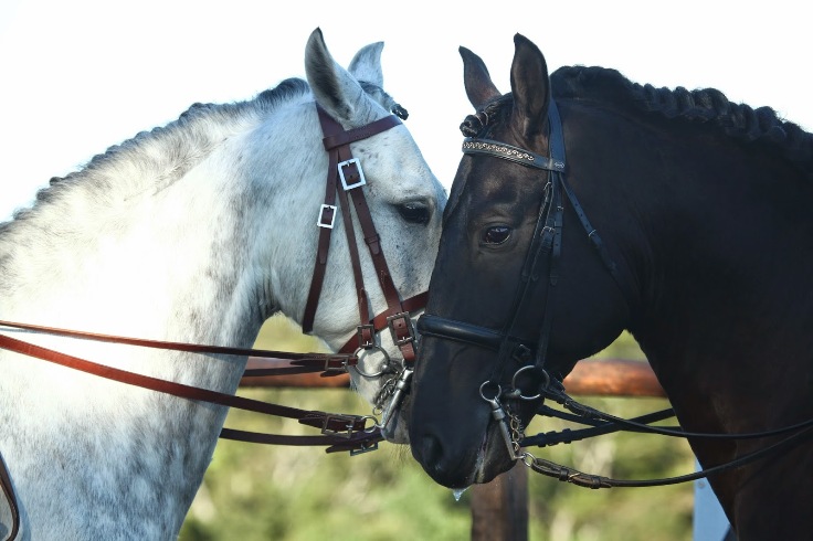 ACATE certificada  pela Federação Equestre Portuguesa