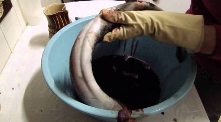 Lampreia do rio Minho a preço de saldo em início de época