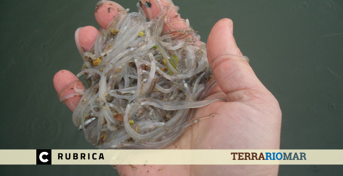 Meixão ilegal é “legalizado” através do Rio Minho