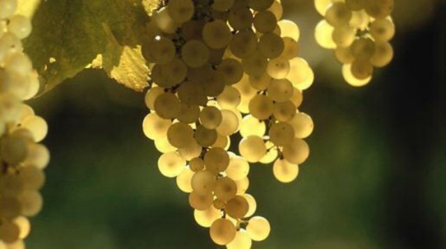 Blogue “Senhor Alvarinho” atinge degustação número 500 de vinho daquela casta