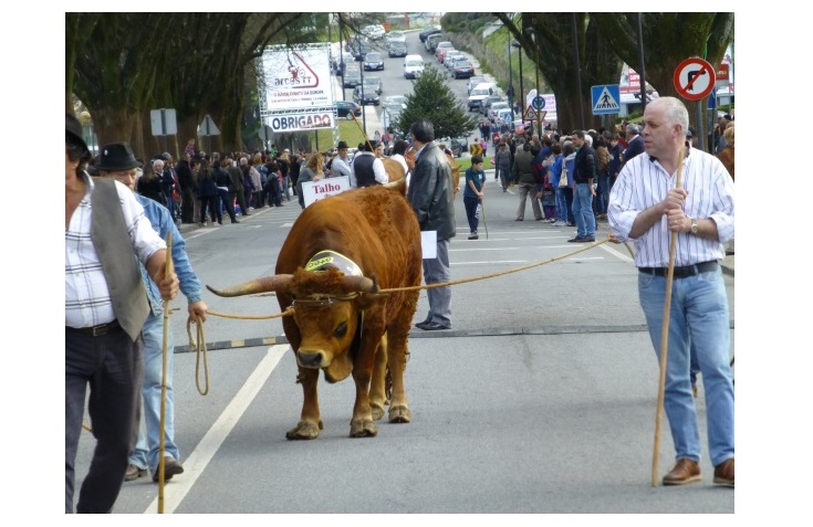 Arcos volta a receber tradicional desfile de bois