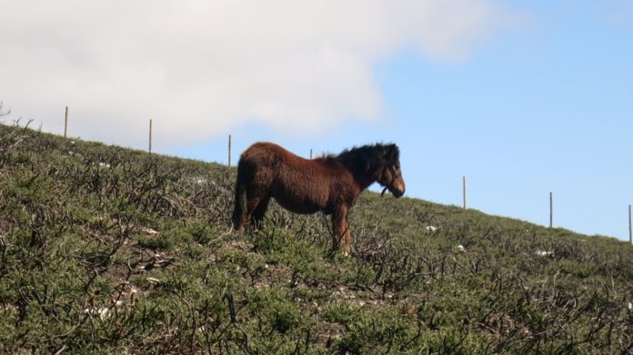Garrano campo de ensaio projeto Poen2preserve_