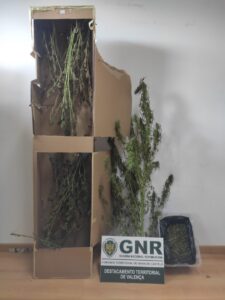 GNR Viana do Castelo - Apreensão