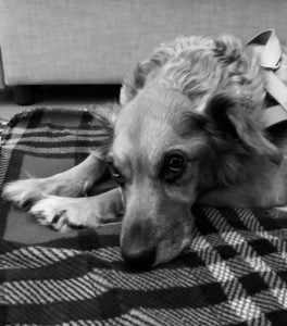 cadela