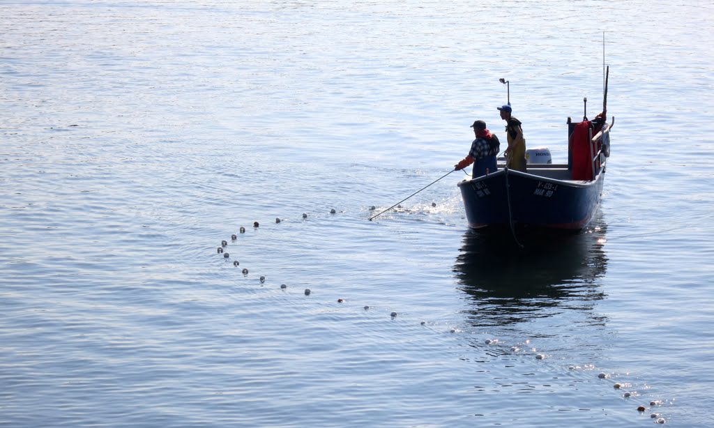 Pesca lampreia Rio Lima, Viana do Castelo (3)
