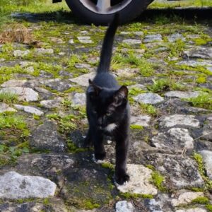 316423973_516546207186579_24139086116956808_n