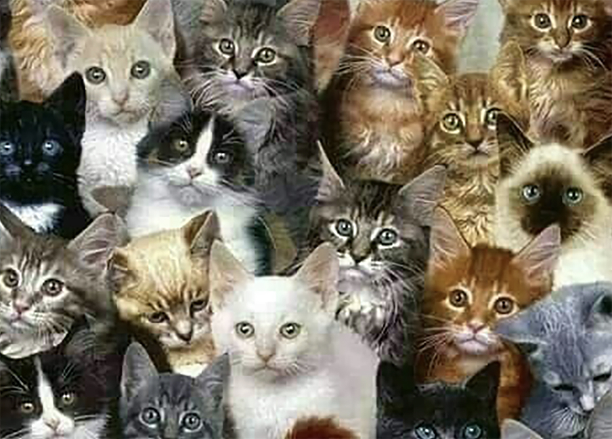 Кот на опознании. Семья котов. Коллаж кошки. Котята мейн куна. Разные расцветки кошек.