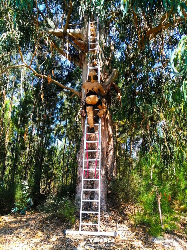 421899562 835277111961105 362056233620308275 N