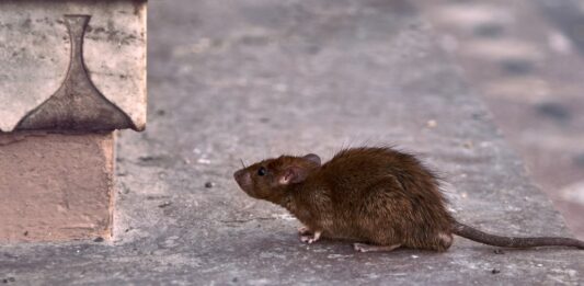 Controle De Rato De Esgoto