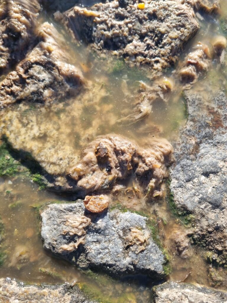 441884570 10225068728281757 4909425789025592012 N