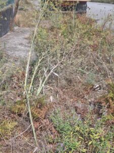 Zona Empresarial Gelfa 1